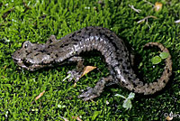 Mount Lyell Salamander 