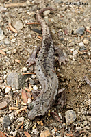 Mount Lyell Salamander s