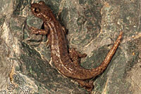 Mount Lyell Salamander