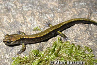 Dunn's Salamander
