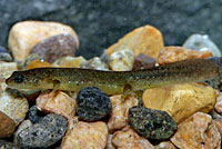 Southern Torrent Salamander larva