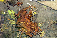 Rough-skinned Newts