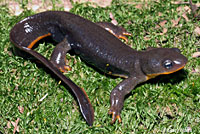 Rough-skinned Newt