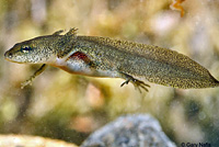 Red-bellied Newt larva