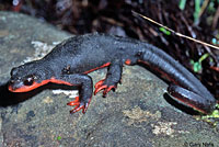 Red-bellied Newt