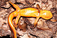 Sierra Newt