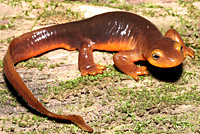 Sierra Newt