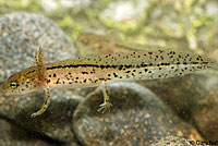 Sierra Newt Larva