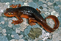 California Newt