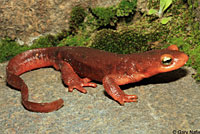 Sierra Newt