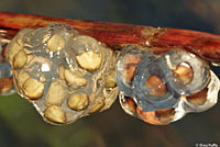 Sierra Newt eggs