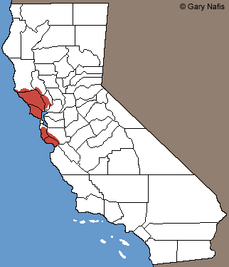 California Giant Salamander Range Map