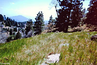 San Bernardino Mountain Kingsnake Habitat