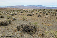 Mohave Desert Sidewinder Habitat