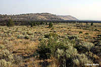 Desert Striped Whipsnake Habitat