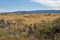 Great Basin Gopher Snake Habitat
