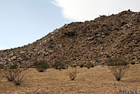 Desert Patch-nosed Snake Habitat