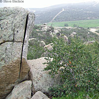 California Lyresnake Habitat