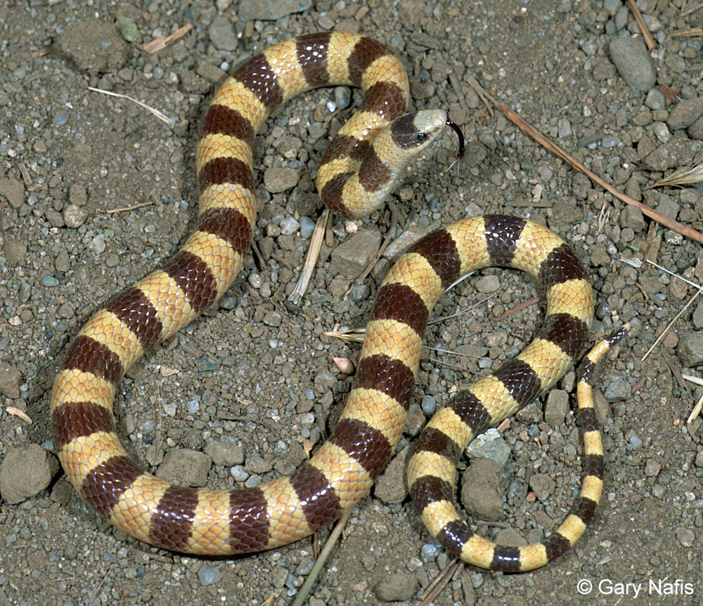 Collection 105+ Images pictures of snakes in nevada Superb