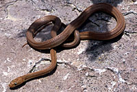 Baja Rat Snake