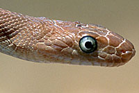 Baja Rat Snake