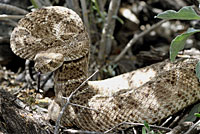 Western Diamond-backed Rattlesnake