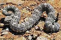 Speckled Rattlesnake