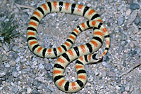 Colorado Desert Shovel-nosed Snake