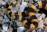 Nevada Shovel-nosed Snake