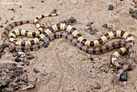 Mohave Shovel-nosed Snake 