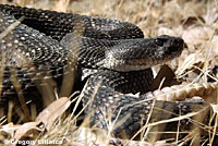 southern pacific rattlesnake