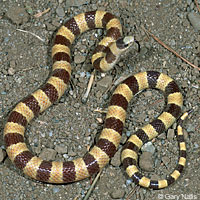 Nevada Shovel-nosed Snake