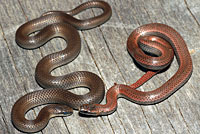 Sharp-tailed Snakes Comparison