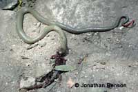 San Bernardino Ring-necked snake eating an adult Arboreal Salamander