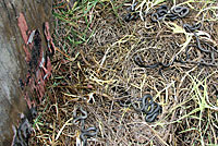 Pacific Ring-necked Snakes