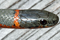 Pacific Ring-necked Snake