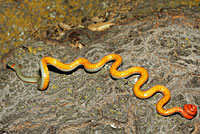 San Diego Ring-necked Snake