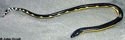 Yellow-bellied seasnake