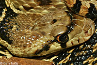 Santa Cruz Island Gopher Snake