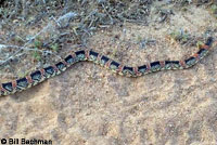 Long-nosed Snake 