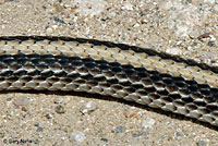 Desert Patch-nosed Snake