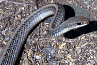 Mohave Patch-nosed Snake