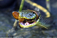 gartersnake eating newt
