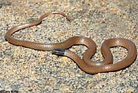 Western Black-headed Snake