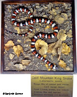 Coast Mountain Kingsnake Habitat Museum Exhibit