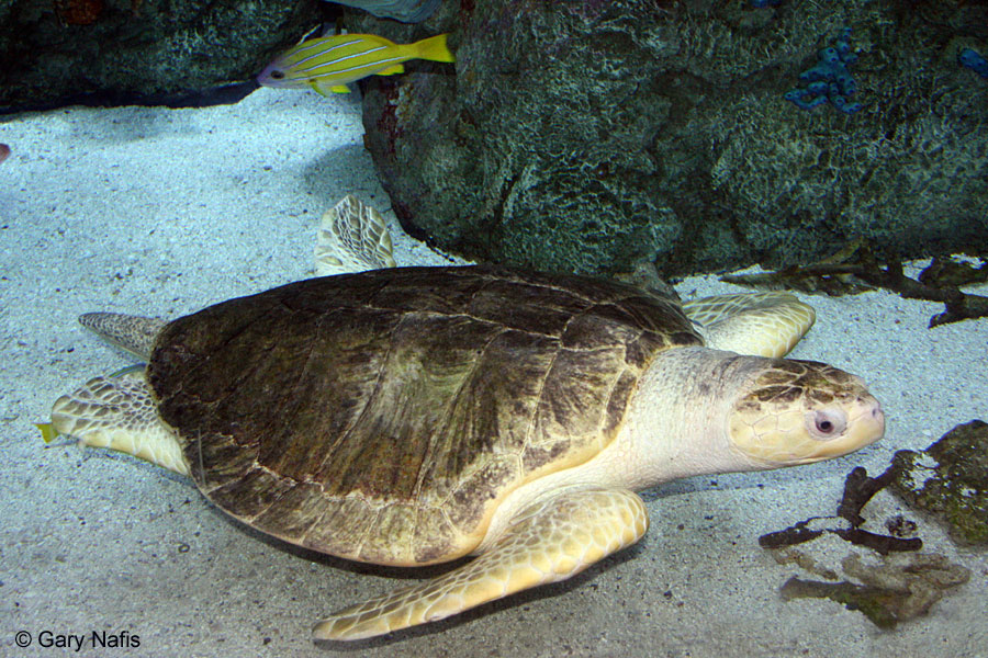 Olive Ridley Sea Turtle Lepidochelys Olivacea