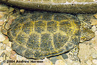 Pacific Pond Turtle