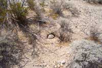 Desert Tortoise Habitat