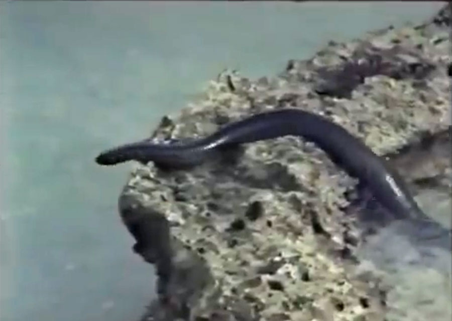 Морской нападение. Нападение морской змеи.