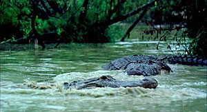 Adaptation Alligators